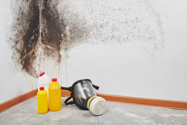Coarsegold, CA Mold Removal Company