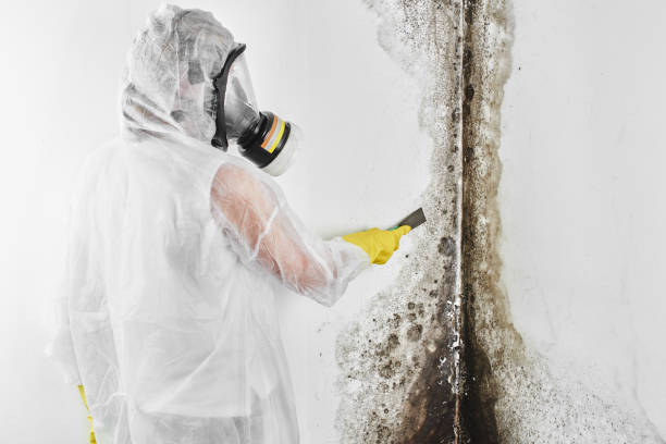 Best Local Mold Removal Service  in Coarsegold, CA