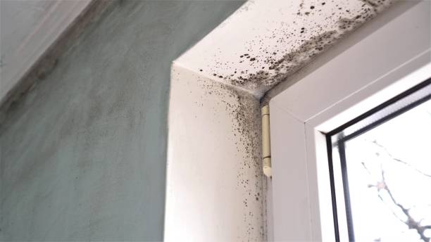 Best Certified Mold Removal  in Coarsegold, CA