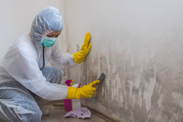Best Fast Mold Removal  in Coarsegold, CA