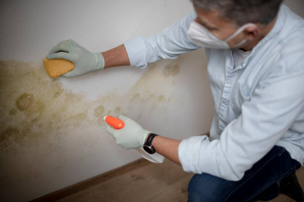 Mold Testing and Removal in Coarsegold, CA