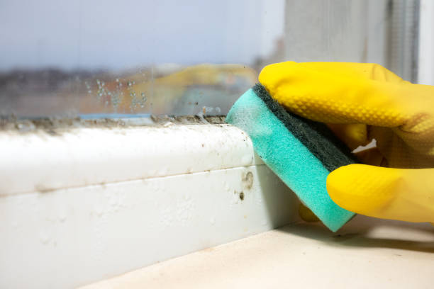 Best Home Mold Removal  in Coarsegold, CA