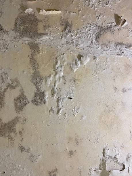 Mold Removal and Inspection in Coarsegold, CA