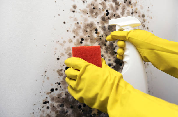 Best Mold Removal Company Near Me  in Coarsegold, CA