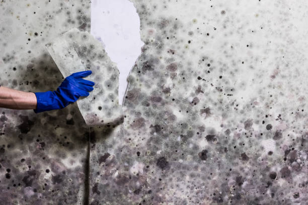 Best Office Mold Removal Services  in Coarsegold, CA