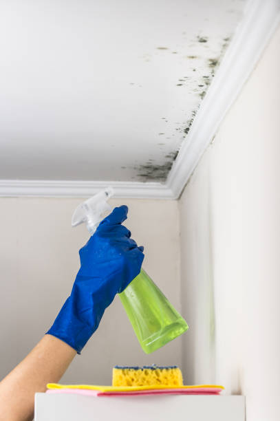 Best Affordable Mold Removal  in Coarsegold, CA