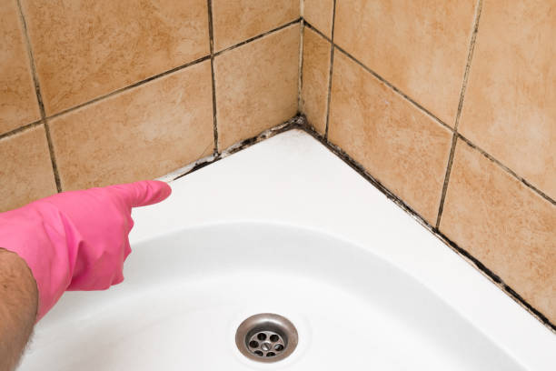 Best Same-Day Mold Removal  in Coarsegold, CA